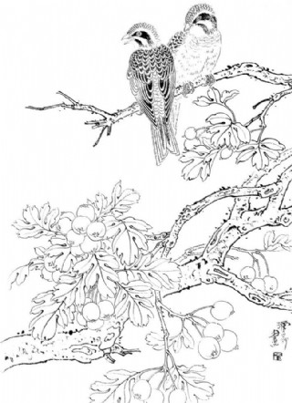 白描花鸟图片