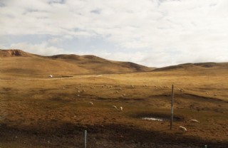 高原羊群图片
