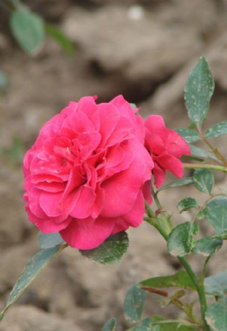 清新唯美紅色月季花花朵