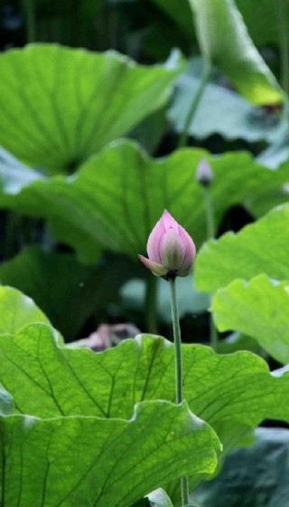 水墨绿色印象背景