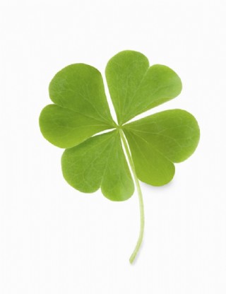 四叶草 叶子 幸运图片
